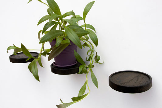 plant shelf