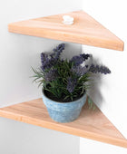 plant shelves