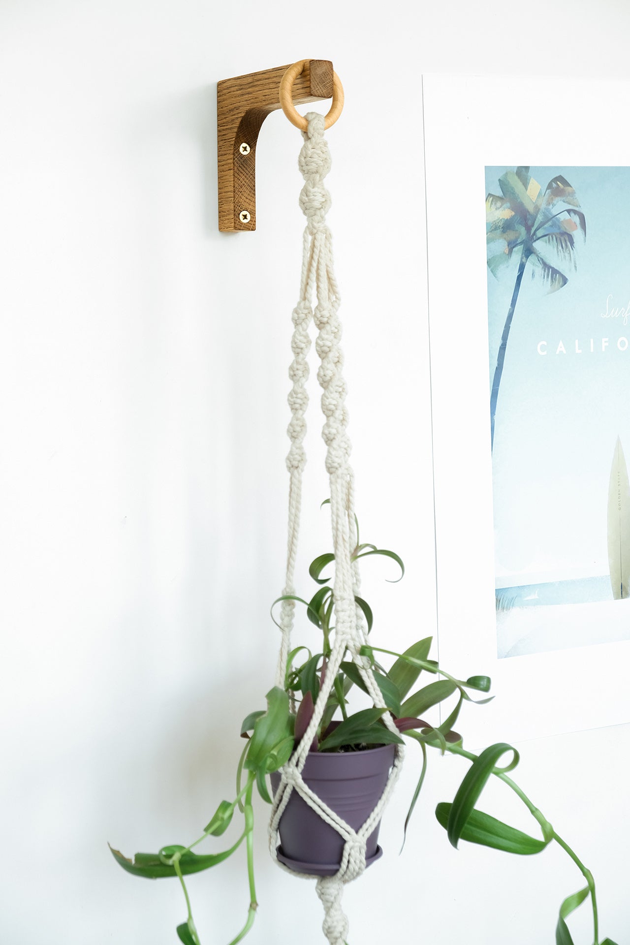 air plant holder