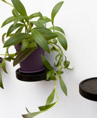 plant shelf