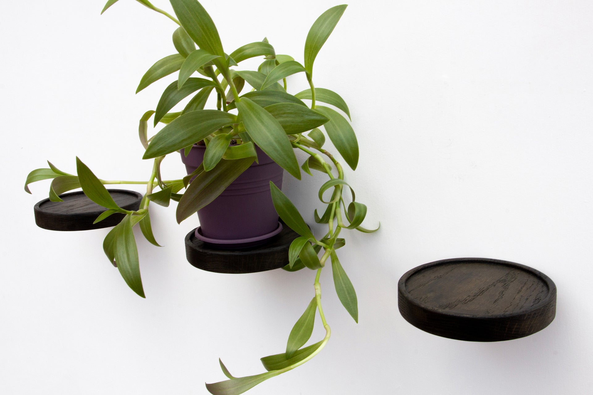 plant shelf
